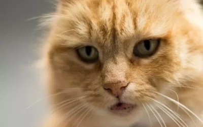 Furniture Removal tips: advice on moving your cats